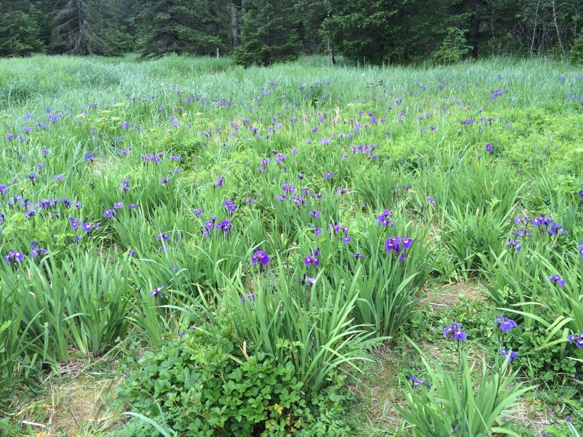 Arktische Blauiris mit blauen Blüten und steifen Sépalen
