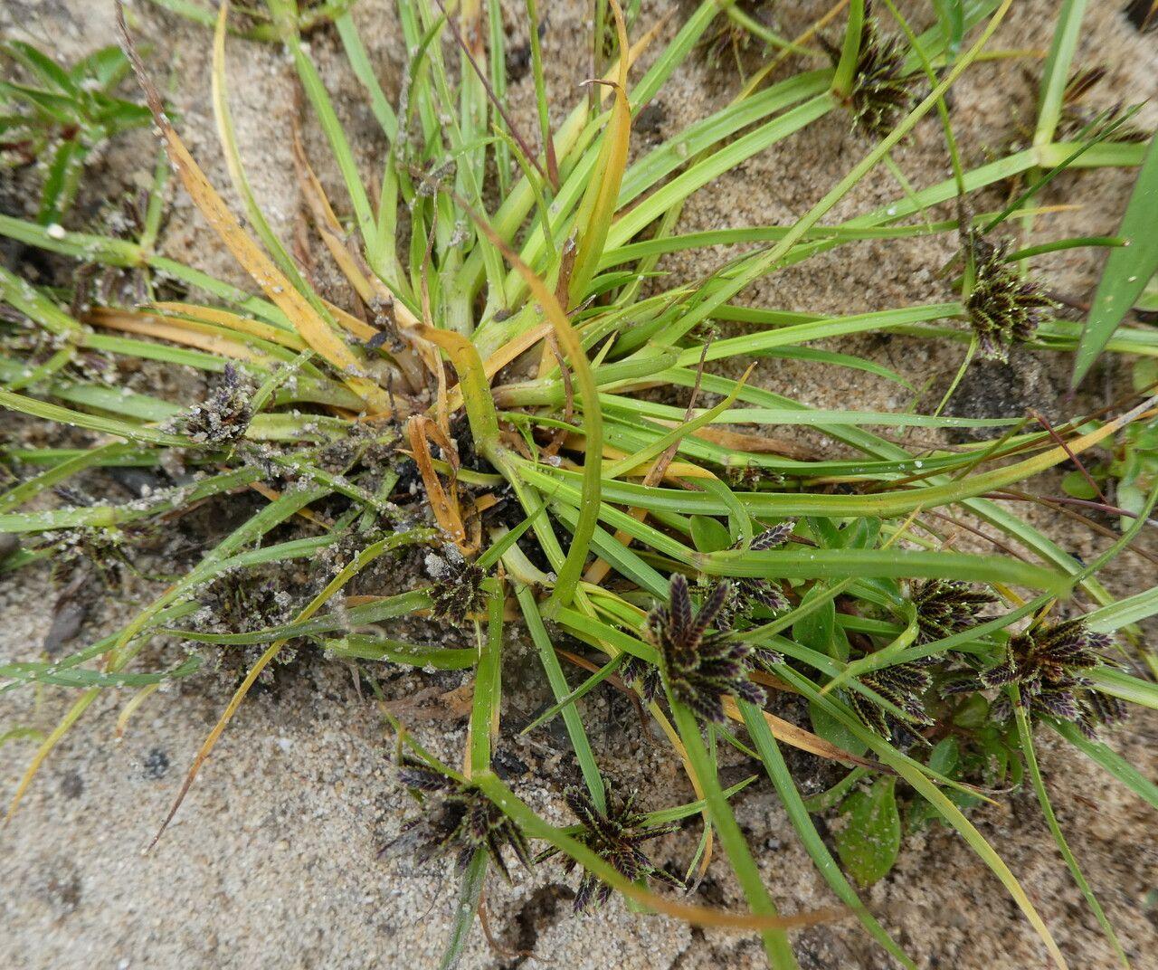 Braunes Zypergras in voller Blüte an einem sonnigen Sommertag in einer feuchten Beetgrenze