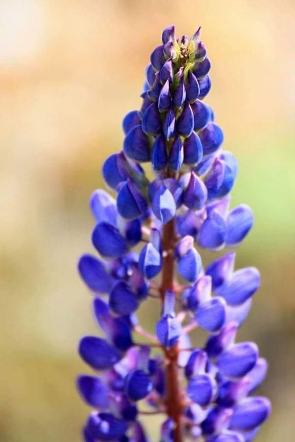Blauwe bloemen van Dwerglupine (Lupinus nanus) met karakteristieke lupine-structuur