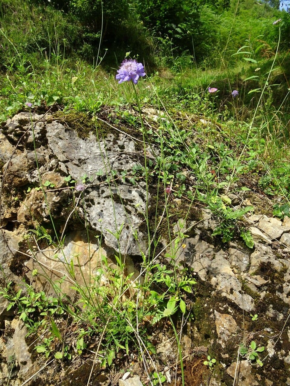 Shining scabious displaying glossy blue flower heads