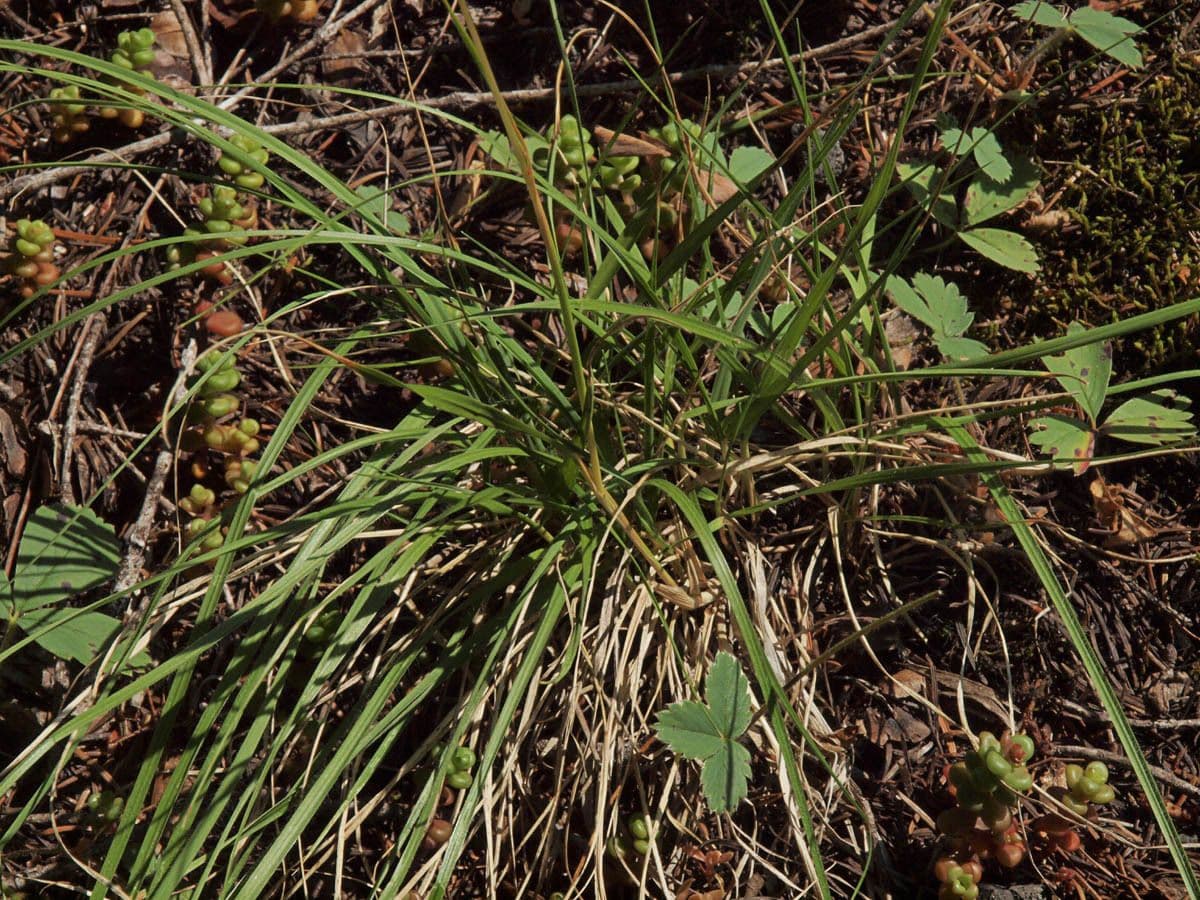 Danthonia intermedia intermediate oat grass clump in its natural mountain habitat