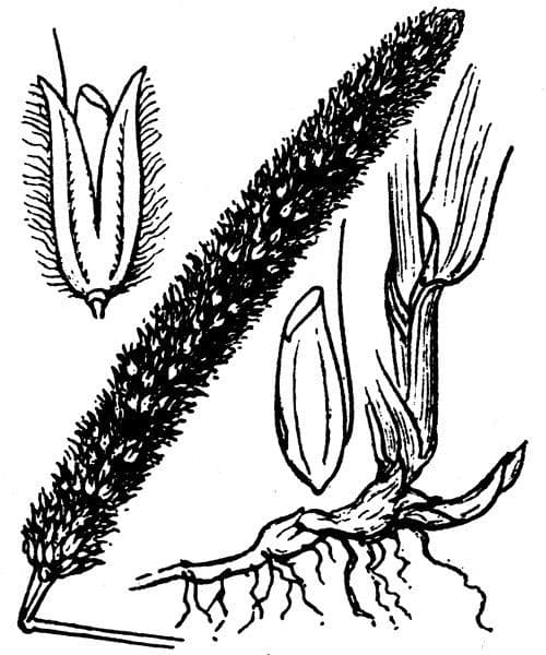 Creeping foxtail vollstandige Pflanze