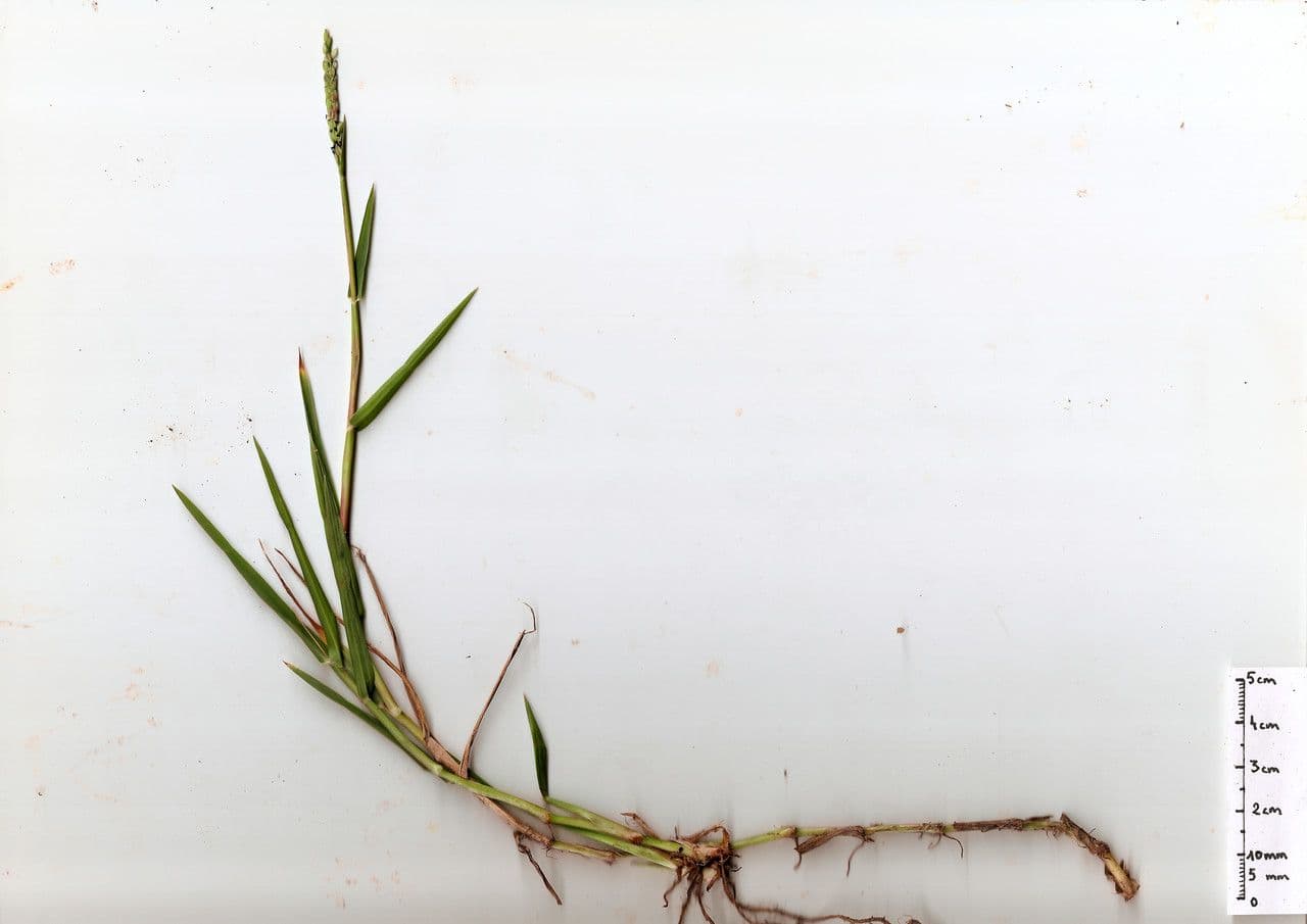 Paspalum distichum grassoort met twee kenmerkende bloemaren