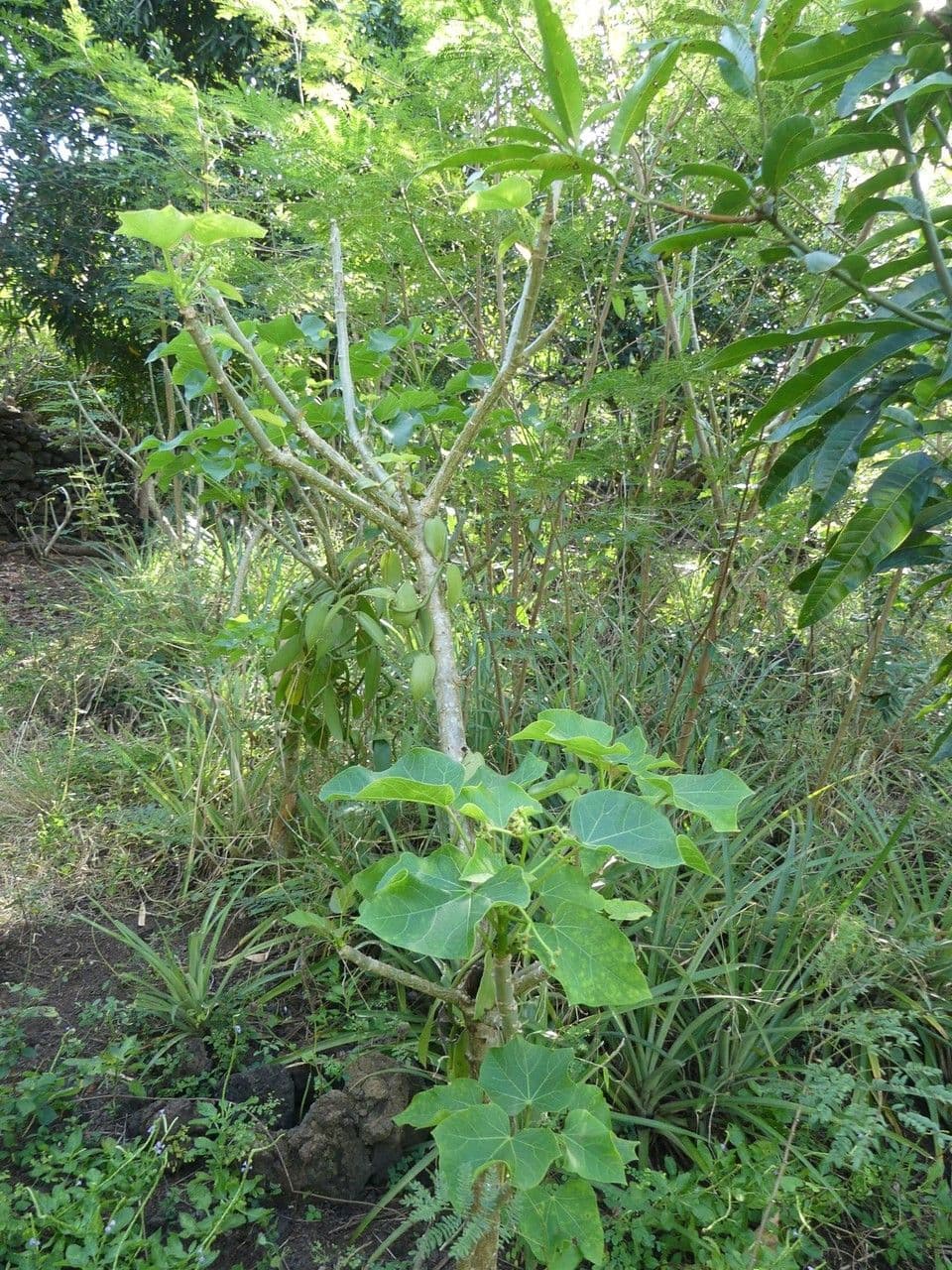 Jatropha curcas image