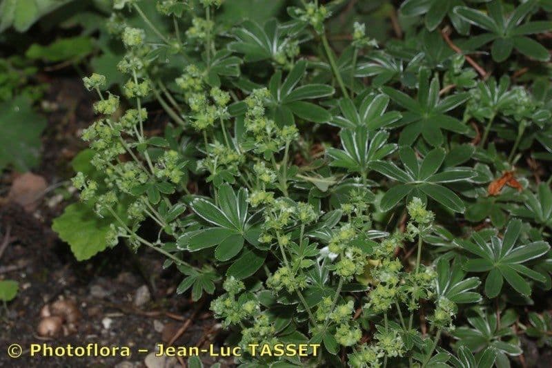 Alchemilla hoppeana avec ses feuilles profondement lobees et ses inflorescences jaune-vert dans une rocaille calcaire