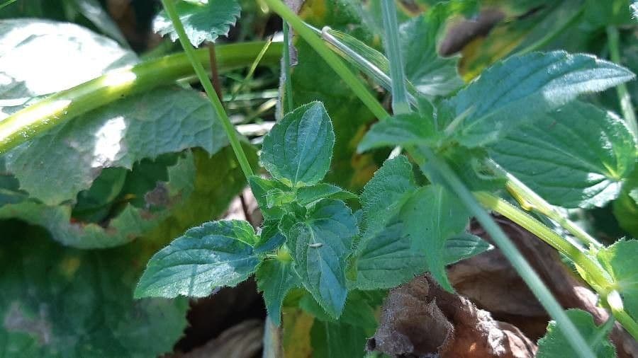 Violette cornue en pleine floraison avec fleurs violettes et jaunes