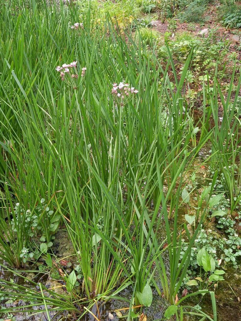 Doldige Schwanenblume am Teichrand in voller Blüte mit purpurroten Doldenblüten und schmalen grünen Blättern