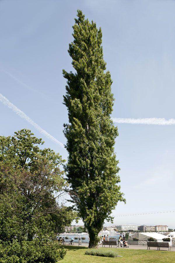 Schwarzpappel im vollen Wachstum am Feldrand, mit charakteristischer schmaler, aufrechter Form