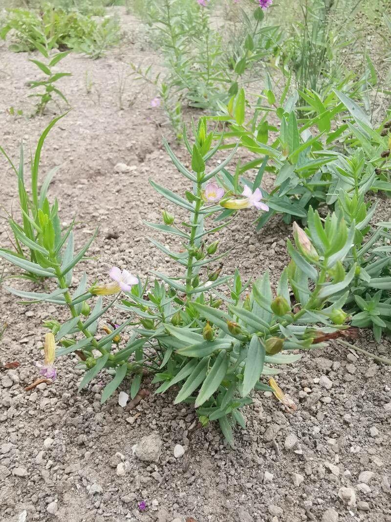 Hedge-hyssop blooming in a damp woodland setting with white flowers among mossy ground