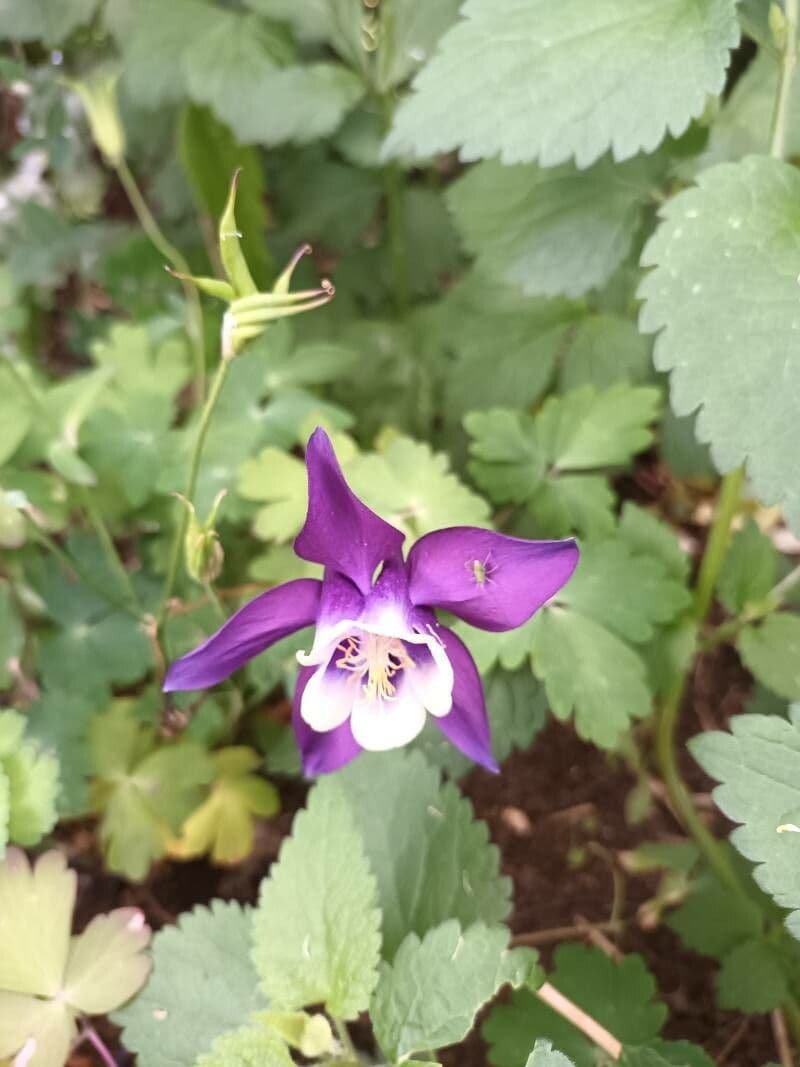 Blaue und weisse Blume der Kolumbine mit feinem Laub