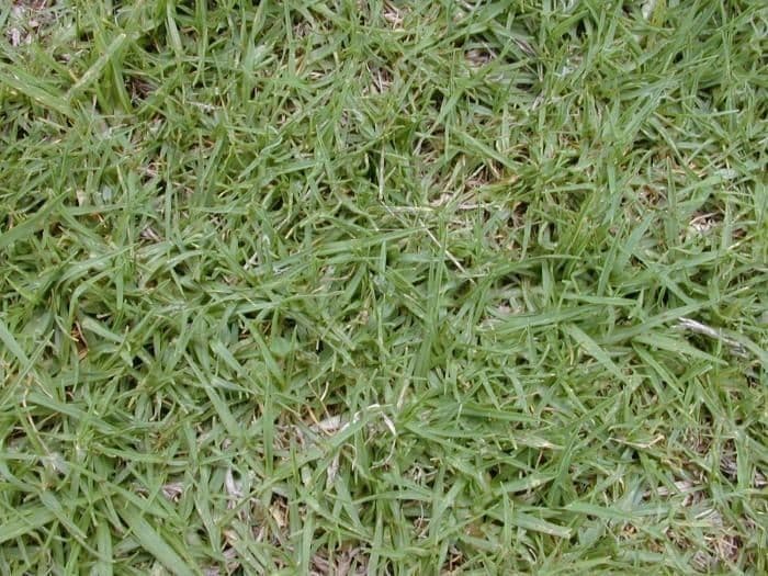 Cenchrus clandestinus Kikuyu grass