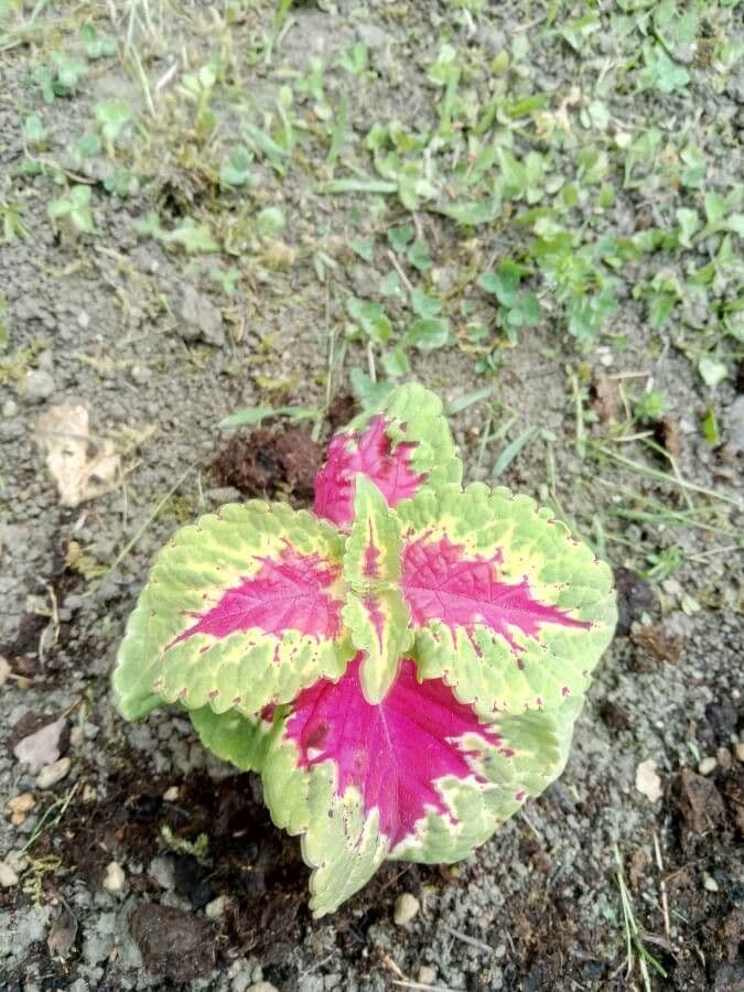 Amaranthus dubius Pflanze mit purpurnen Bluetenstaendeln und gruenen Blaettern in naehrstoffreichem Garten