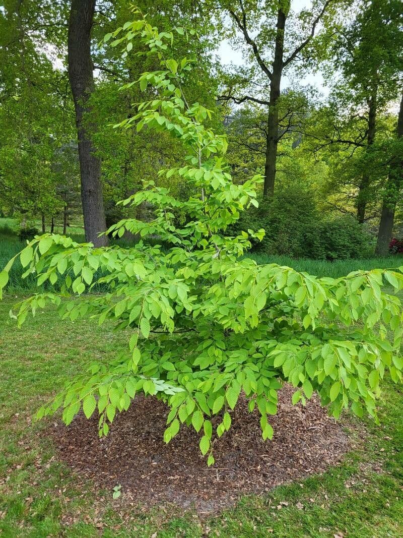 Fagus japonica mit charakteristischem Herbstlaub