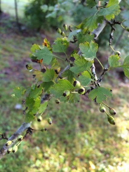 Crataegus marshallii, Petersilienweissdorn, mit leuchtend roten Beeren und fein gelapptem Laub
