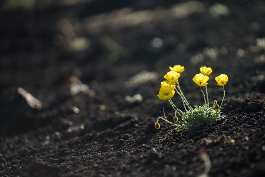 Renoncule graminee avec fleurs jaunes