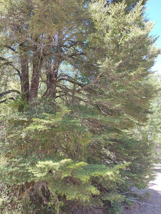 Nothofagus dombeyi Baum mit glanzendem gruni Laub