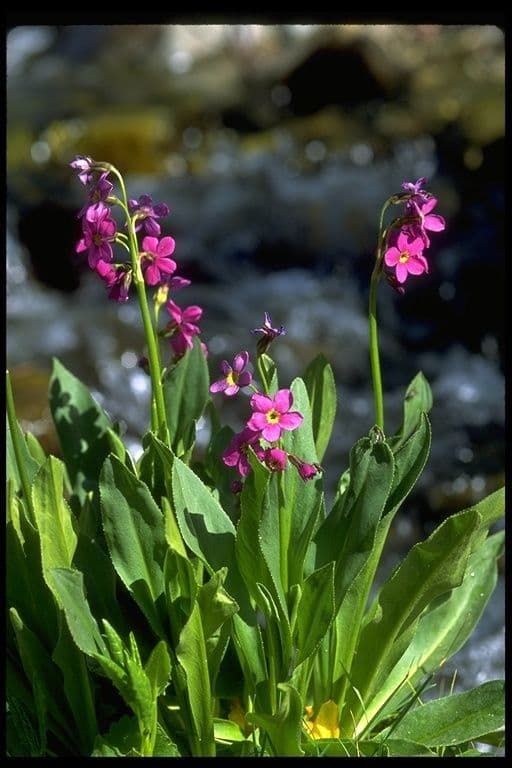 Primula parryi: purple mountain primrose flowers
