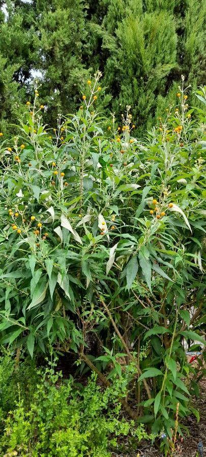Kugel-Sommerflieder mit orangenen Blütenkugeln in einem sonnigen Gartenbeet