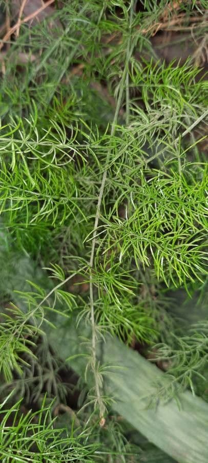 Zierliches nadelförmiges Laub von Asparagus racemosus mit weissen Blüten