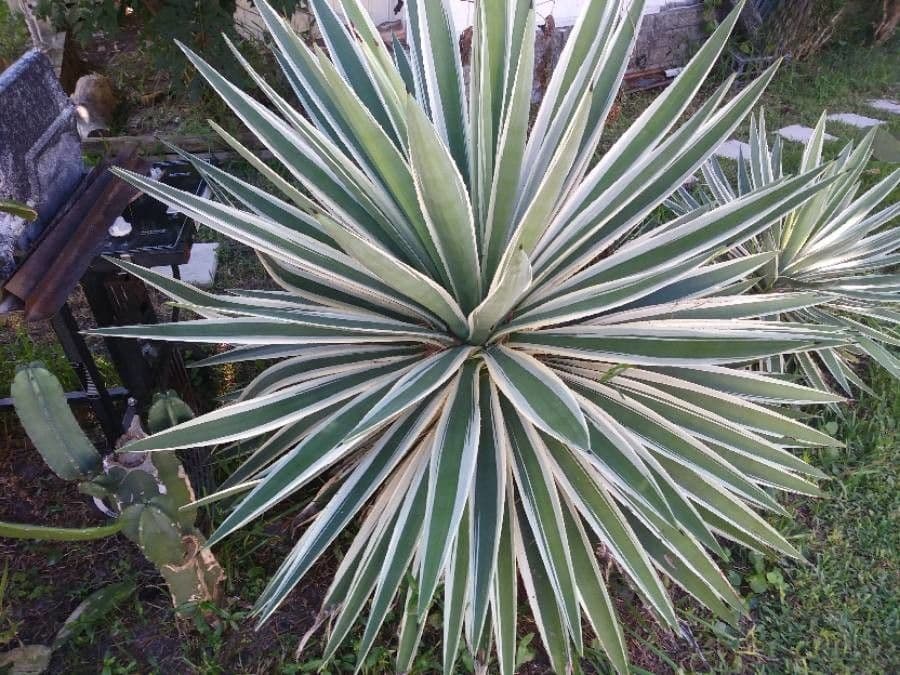Garden sisal with long green foliage in an imposing rosette form