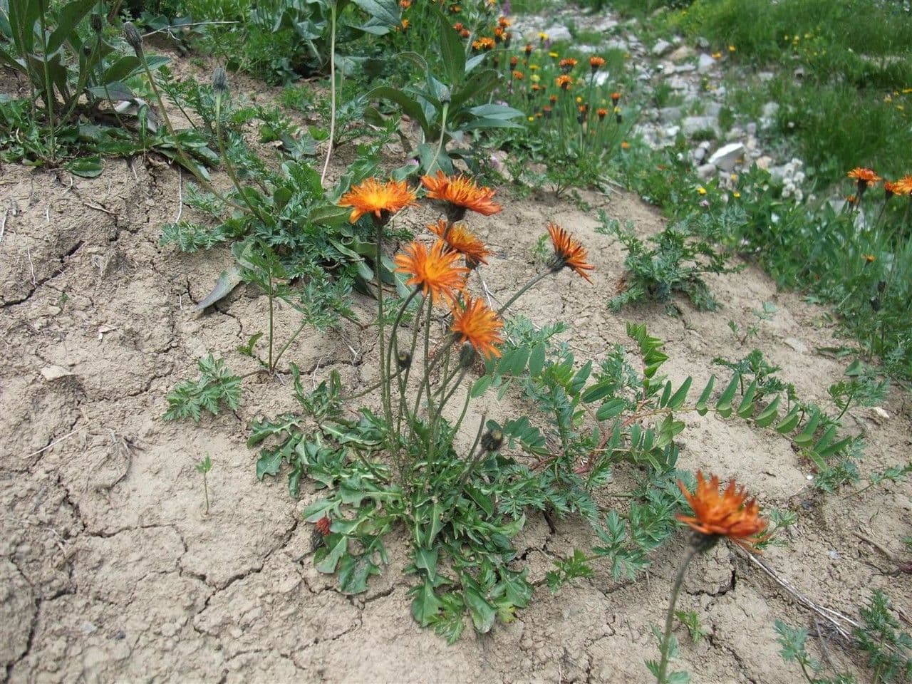 Crepis aurea with vivid yellow flowers