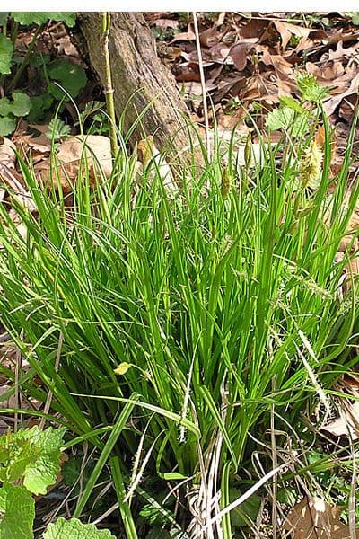 Sprengel's sedge displaying characteristic long-beaked fruits and fine foliage