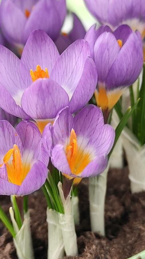 Paarse bloemen siebers krokus
