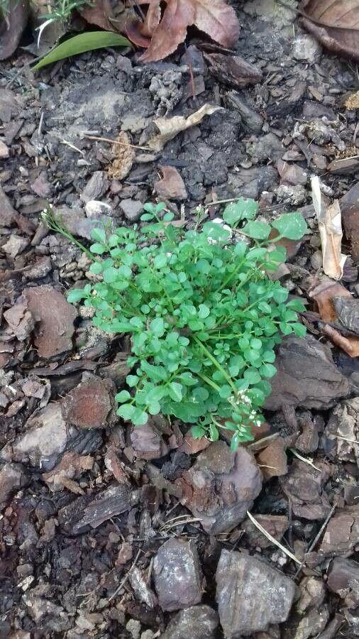 Bosveldkers in natuurlijke omgeving met fijne bloemen en gefronste bladeren