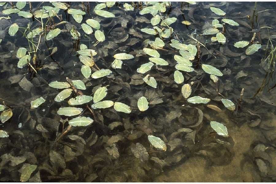 Potamogeton amplifolius Breitblättriges Laichkraut mit breiten Schwimmblättern im klaren Wasser