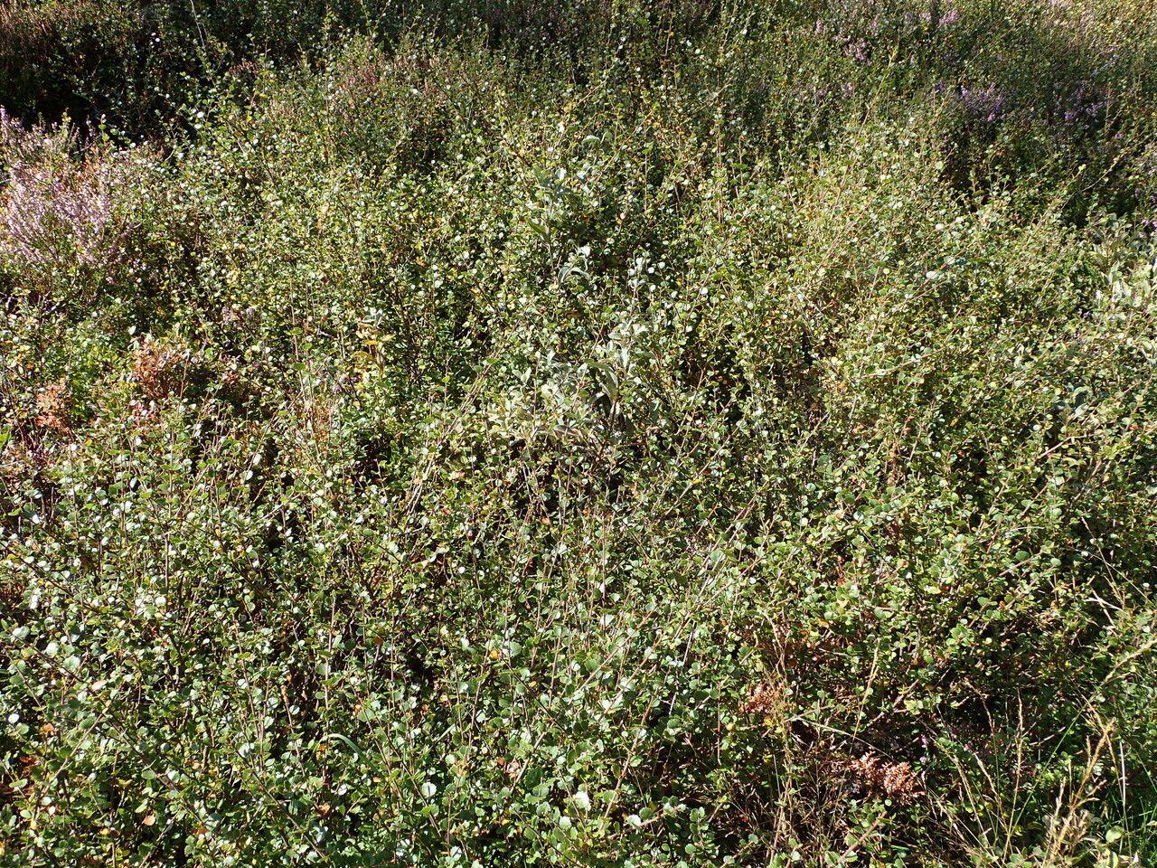 Zwerg-Birke in natürlicher Umgebung mit grünem Laub und gelben Kätzchen im Mai