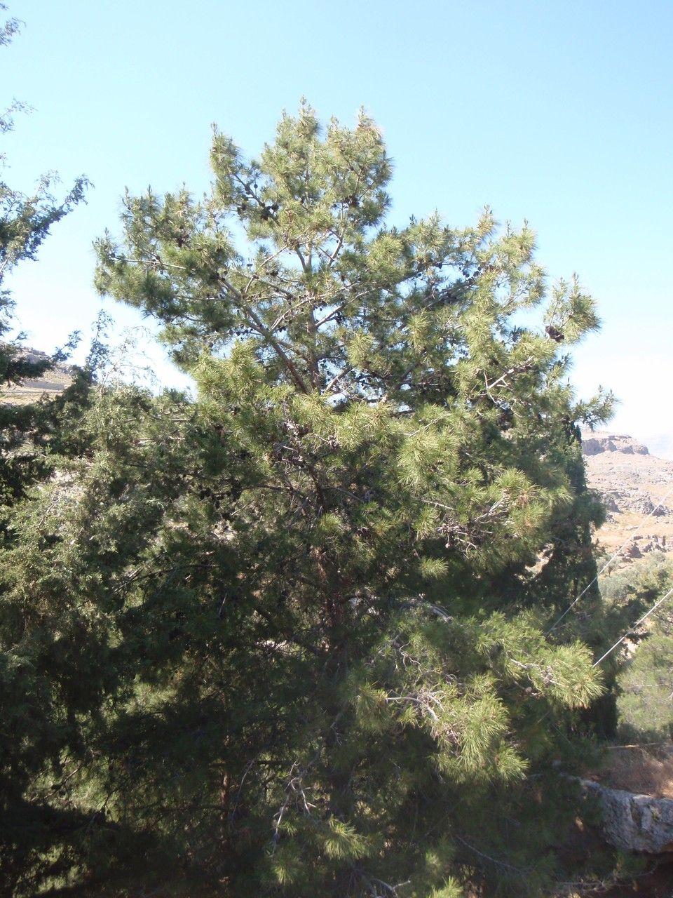 Ausgewachsene Türkische Kiefer mit schuppiger Rinde und dichten grünen Nadeln auf sonnigem Hang