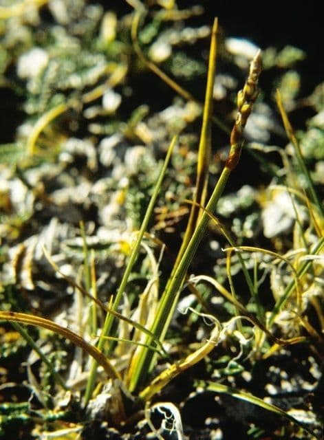 Northern singlespike sedge growing on alpine mountain slopes