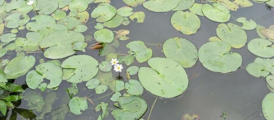 Small white flowers of European frog's-bit on pond water with characteristic round leaves