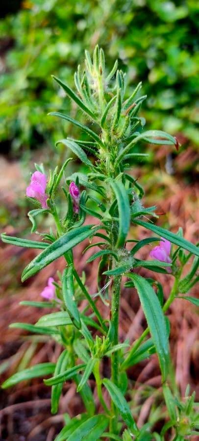 Small pink flowers of Corn Snapdragon in natural growth
