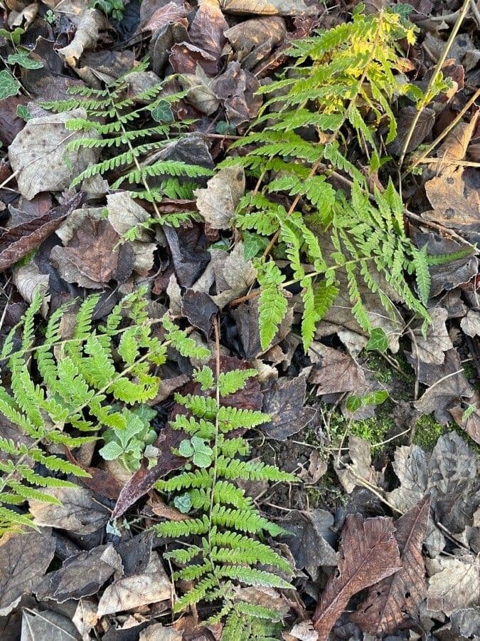 Gymnocarpium robertianum duftender Farn mit zarten gefiederten Blättern in Waldumgebung