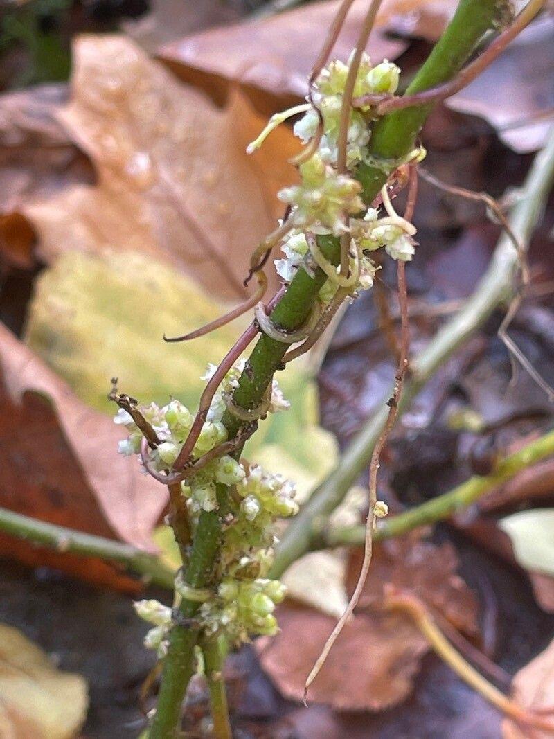 Cuscute d'Europe (Cuscuta europaea) enroulée autour d'une chardon rampant en pleine floraison par une journée d'été ensoleillée