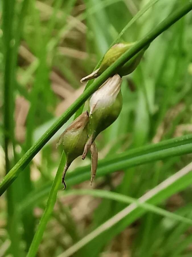 Arme zegge plant met fijne bladeren