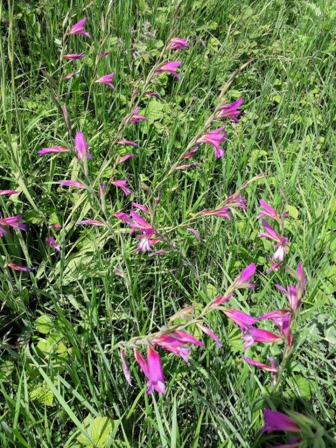 Rotviolette Blüten der Saat-Siegwurz auf einer sonnigen Wiese