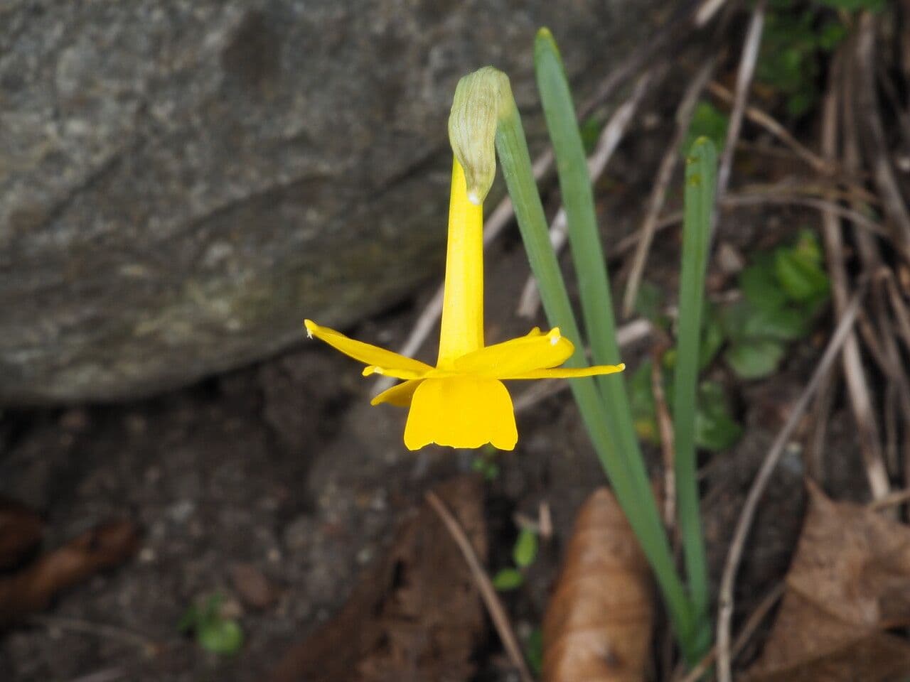 Witte narcisbloemen Narcissus calcicola