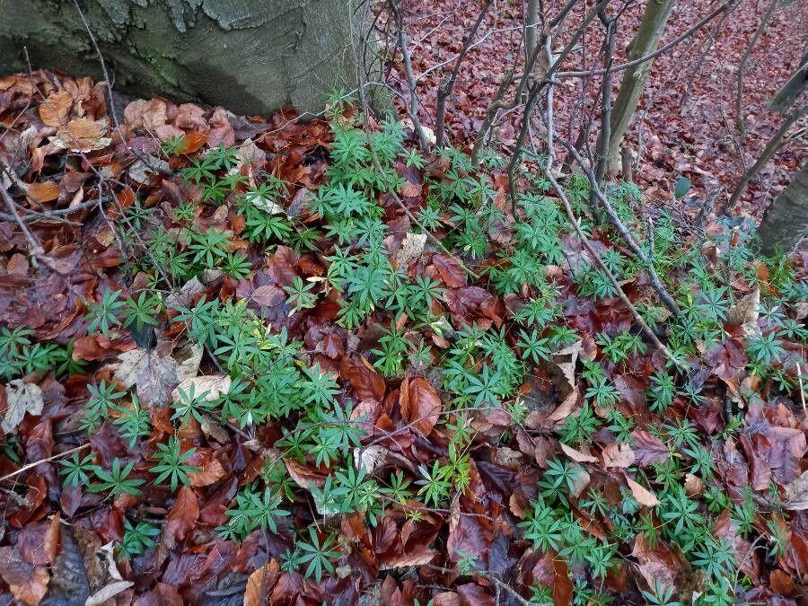 Woodruff in full bloom under deciduous trees, showing delicate white star-shaped flowers and fresh green foliage