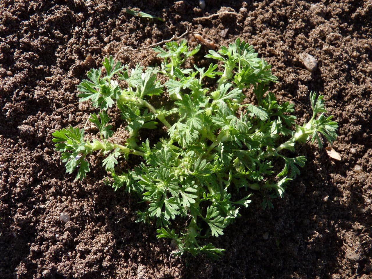 Field parsley piert plant with finely divided leaves