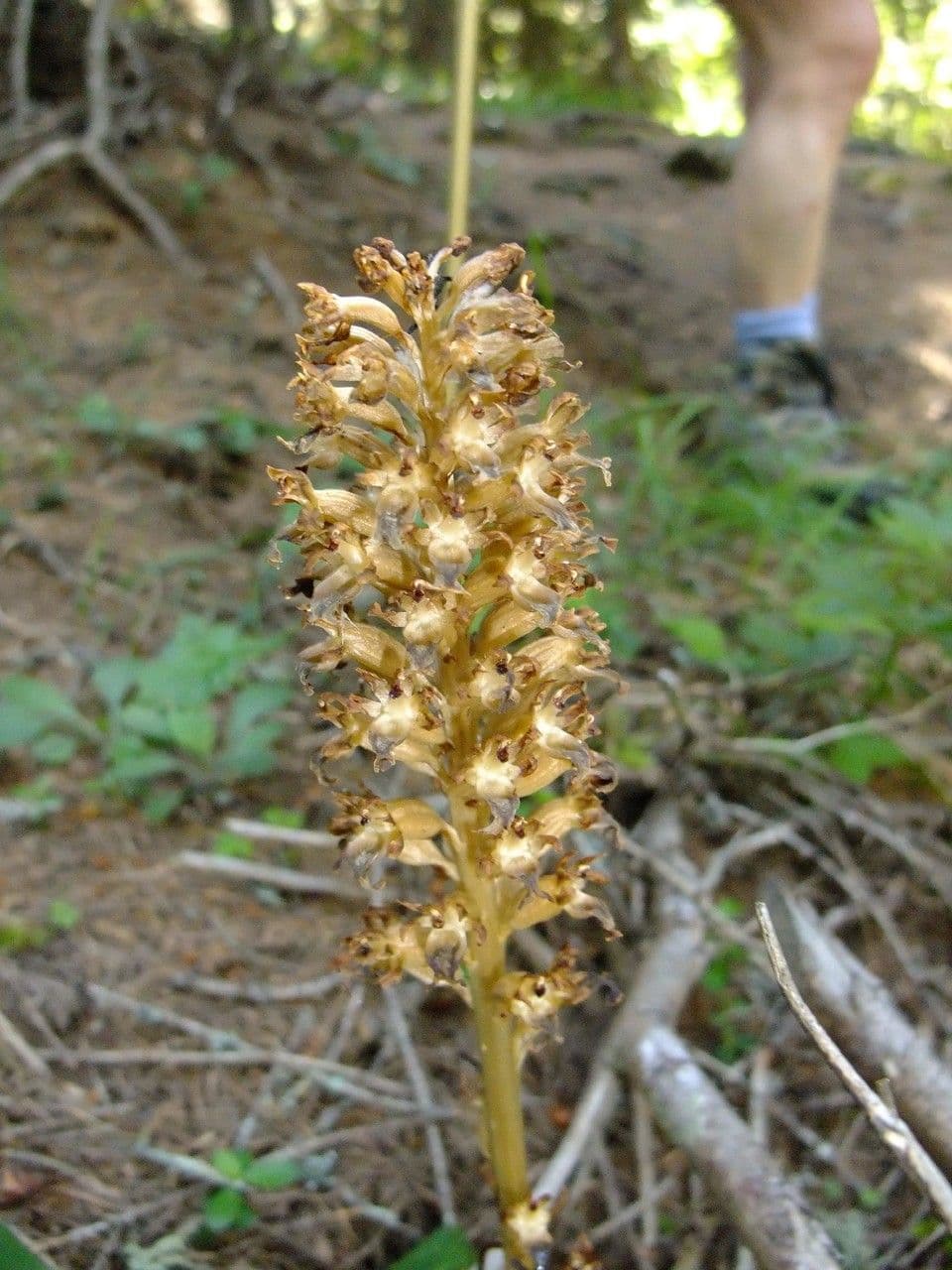 Hellgelbe Sommerwurz bloemen in gele tinten