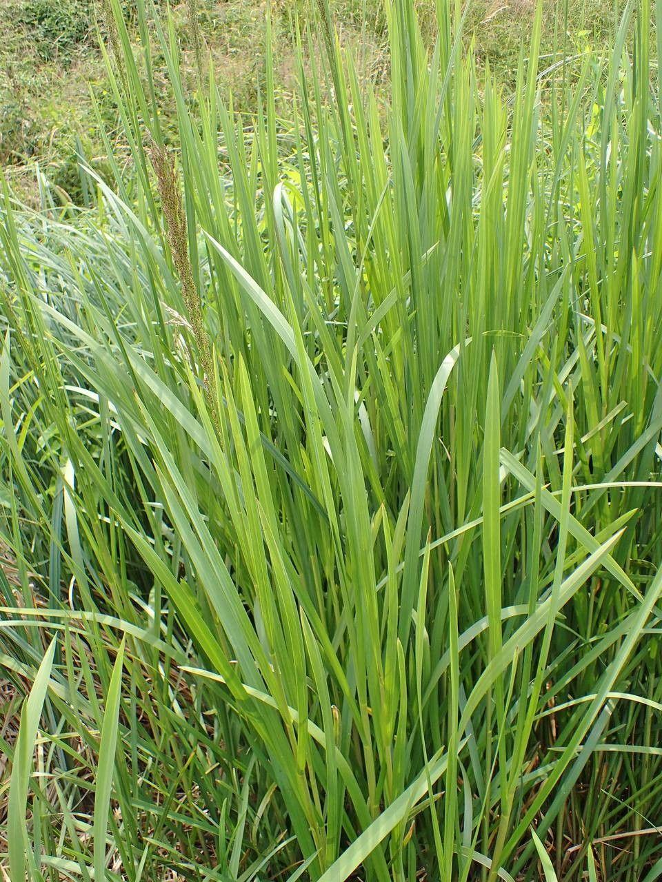Dichte kluiten Liesgras aan de rand van een natuurlijke vijver, met lichtgroene bloemen boven het blad uitstekend