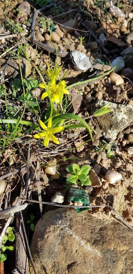 Gagée jaune en fleur dans un sous-bois clairsemé, avec ses petites fleurs jaunes en forme d'étoile