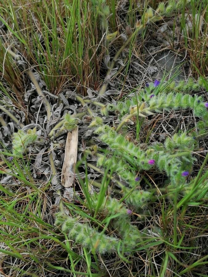 Echium arenarium zeigt zarte blaue Blüten und graugrünes Laub in voller Sonne