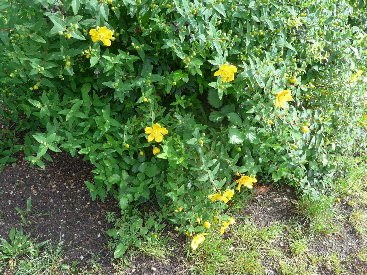 Hypericum patulum with golden cup-shaped flowers and blue-green foliage