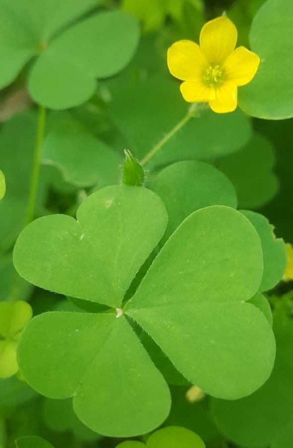 Oxalis stricta mit gelben Bluten und grunem Laubwerk