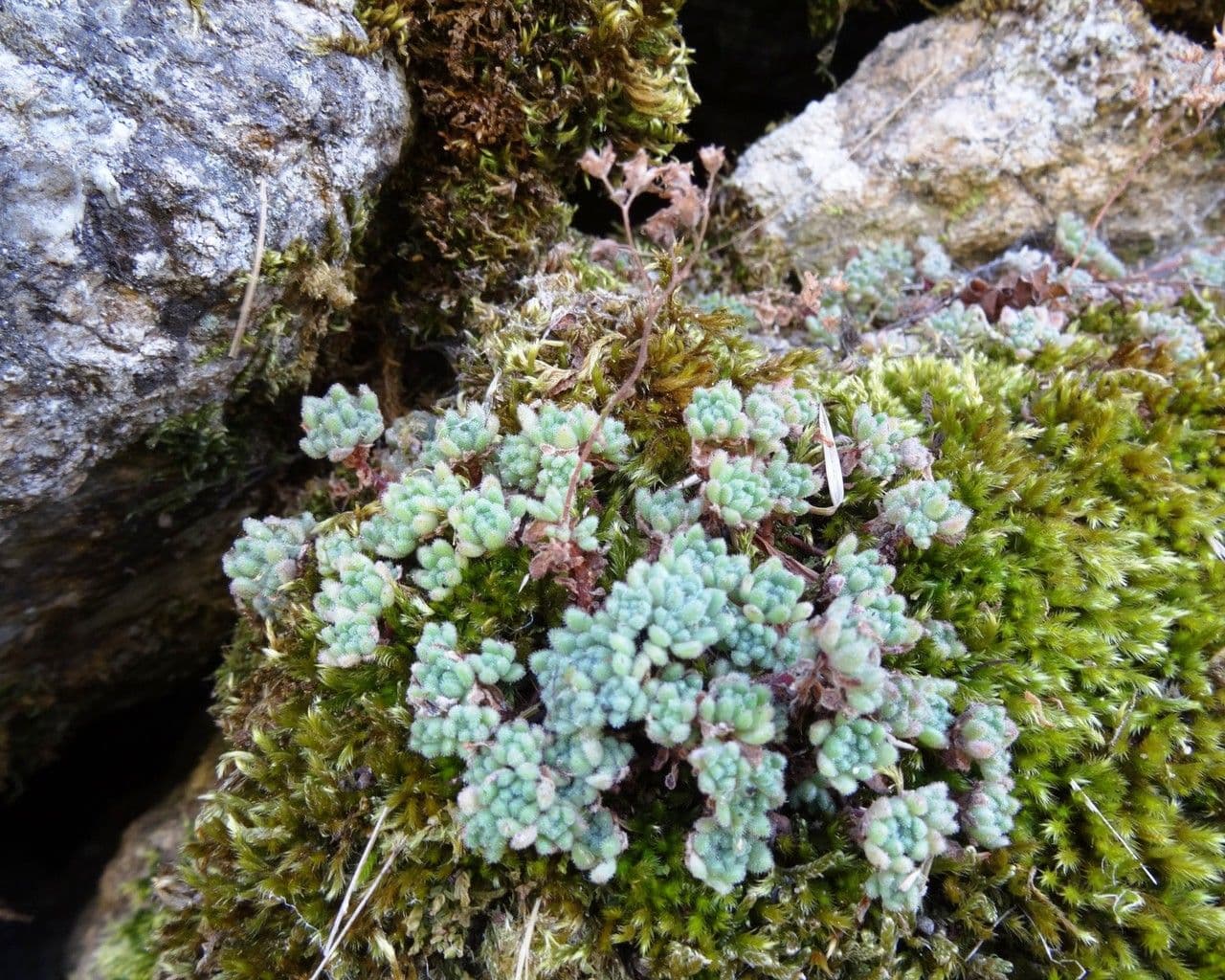 Sedum hirsutum plant showing fine hair-like covering on leaves
