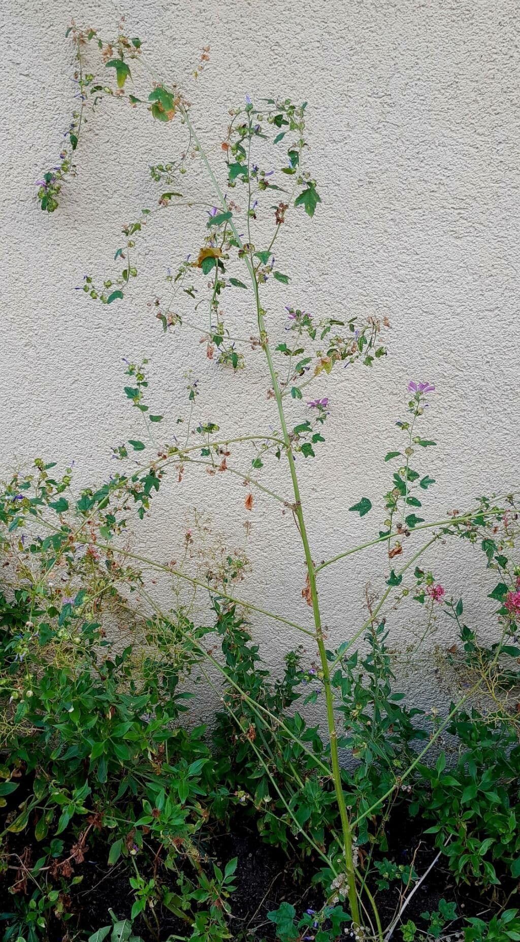 Fleurs pourpres de Malva multiflora en plein soleil