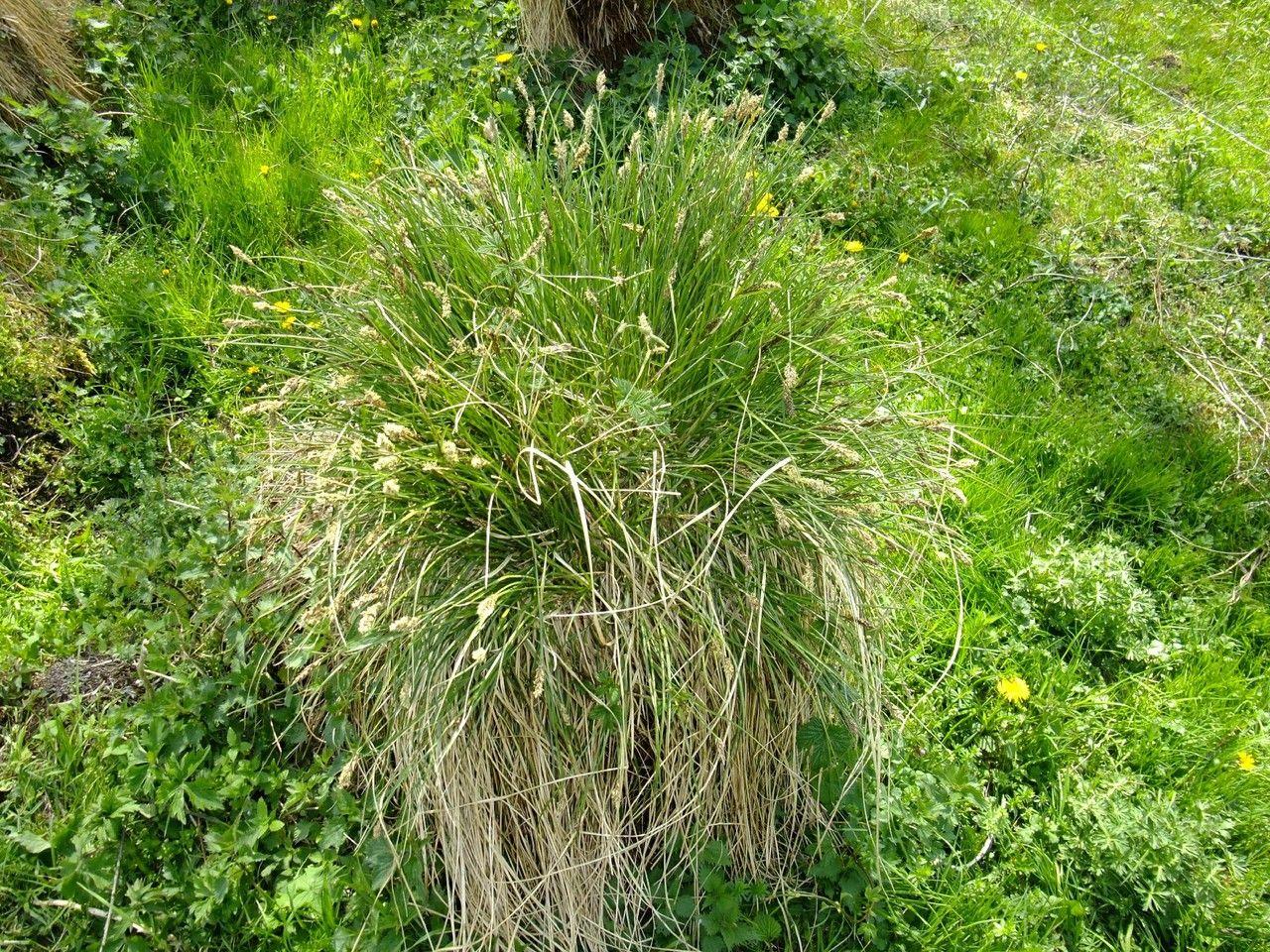 Rispen-Segge (Carex paniculata) in einer feuchten Waldrandlage mit hoher Dichte
